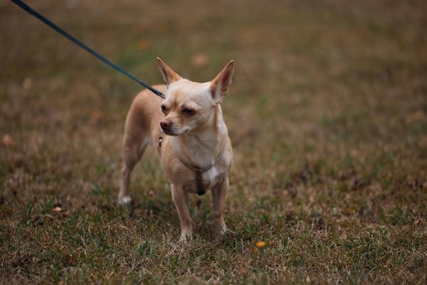 What are the most effective strategies for promoting diversity and inclusion in UK businesses?